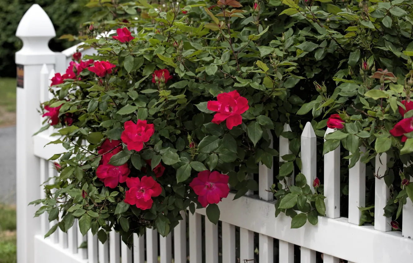 Photo wallpaper the fence, roses, the bushes