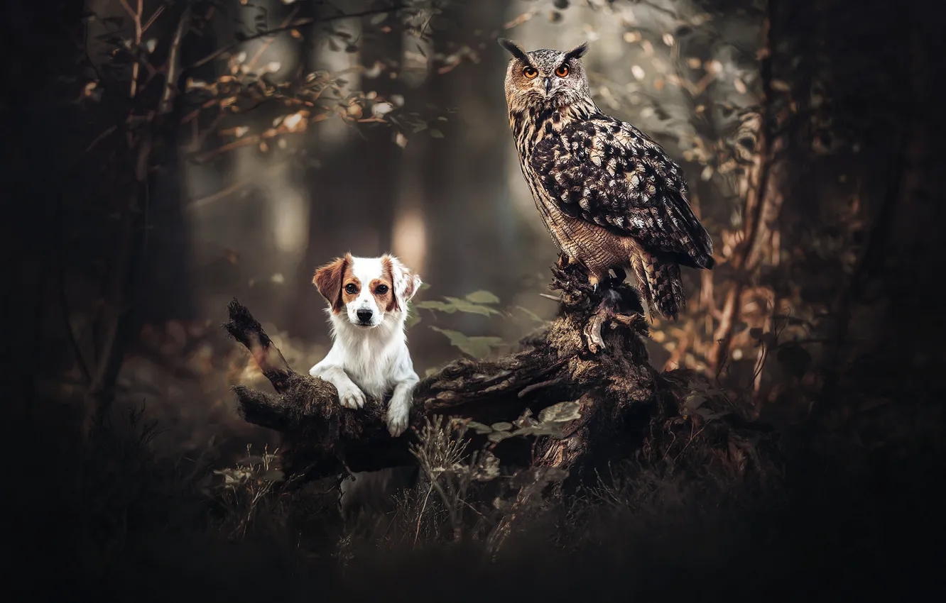 Photo wallpaper forest, owl, bird, dog, snag, owl