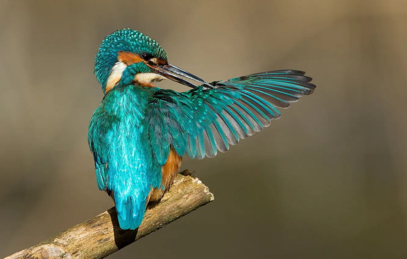 Photo wallpaper bird, wings, Kingfisher