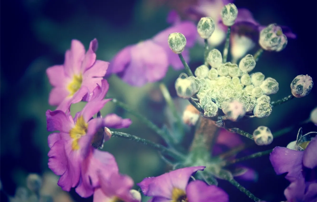 Photo wallpaper flower, purple, macro