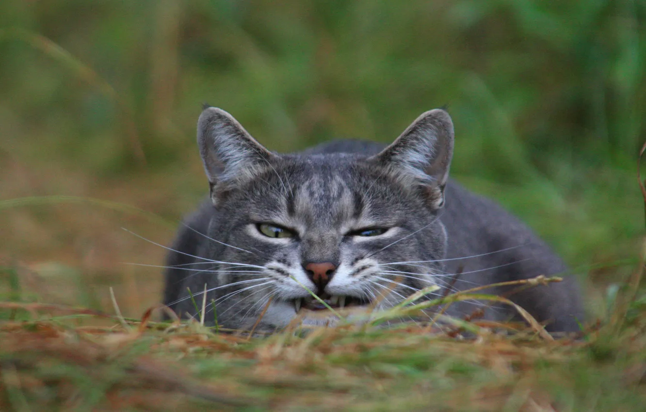 Photo wallpaper cat, grass, face