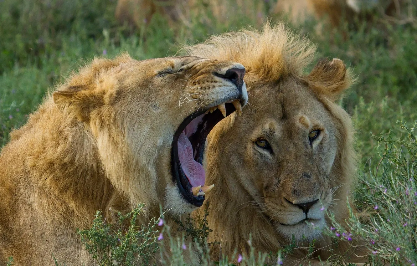 Photo wallpaper grass, mouth, the king of beasts, lions