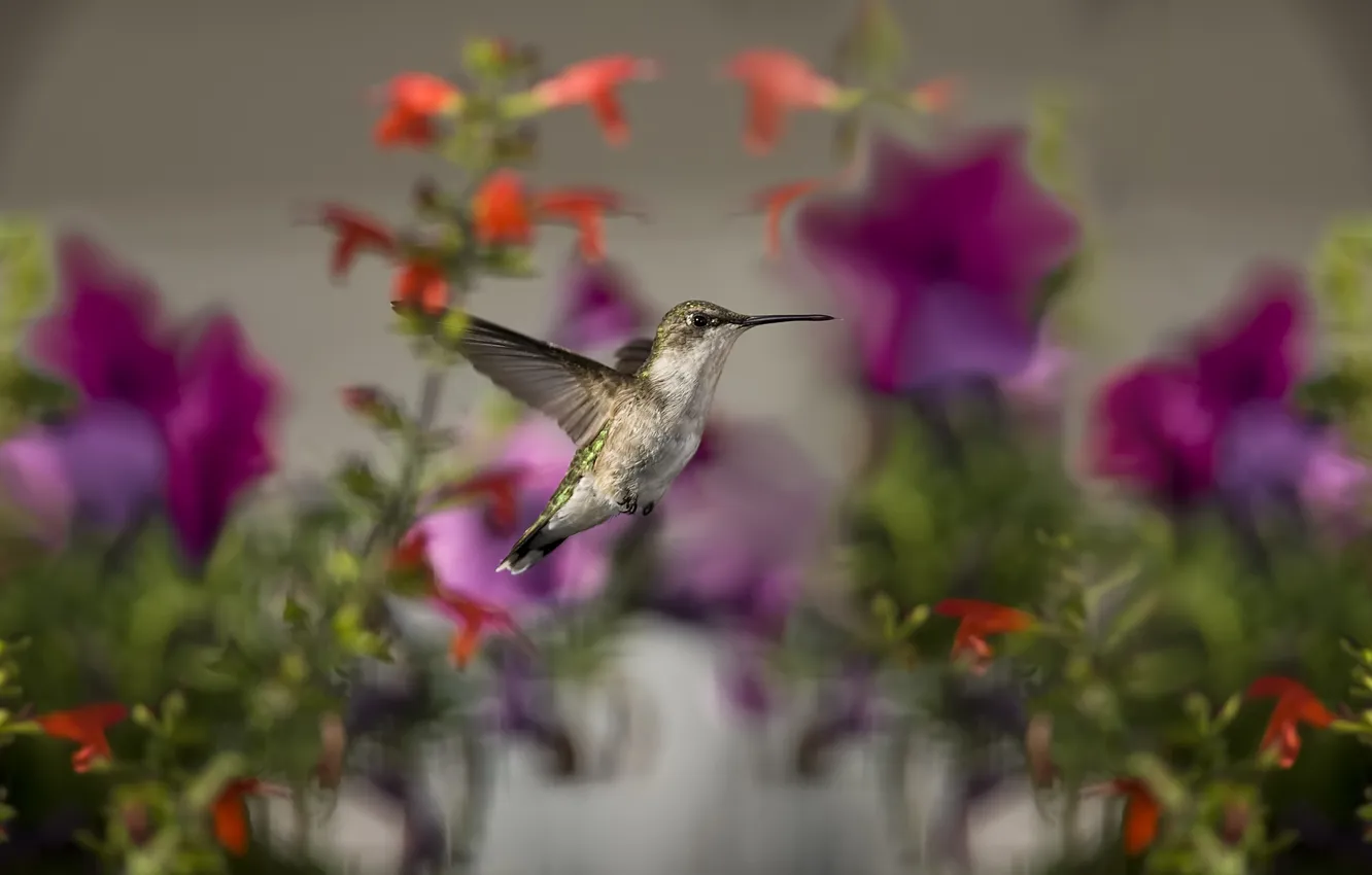 Photo wallpaper flowers, bird, focus, Hummingbird