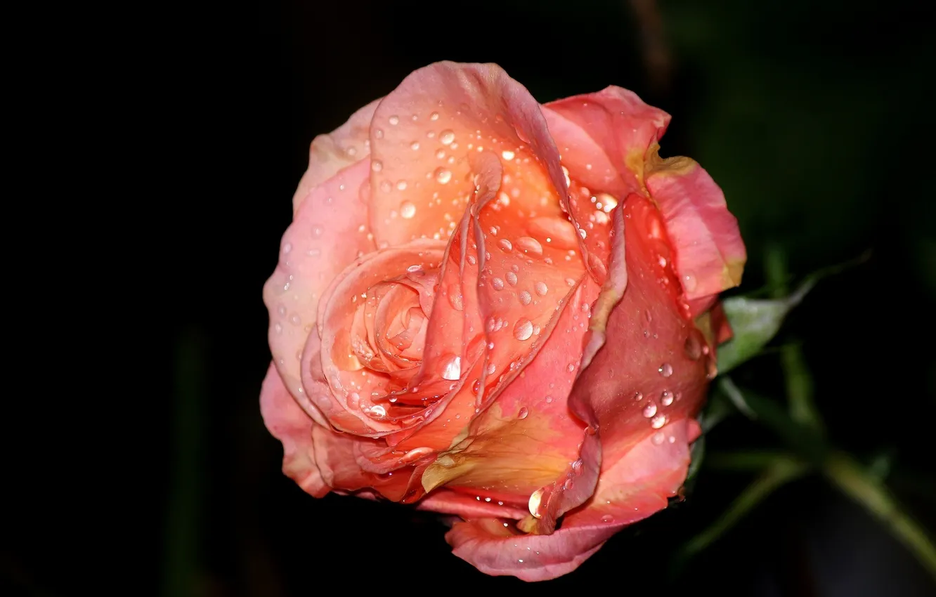 Photo wallpaper drops, macro, roses, buds