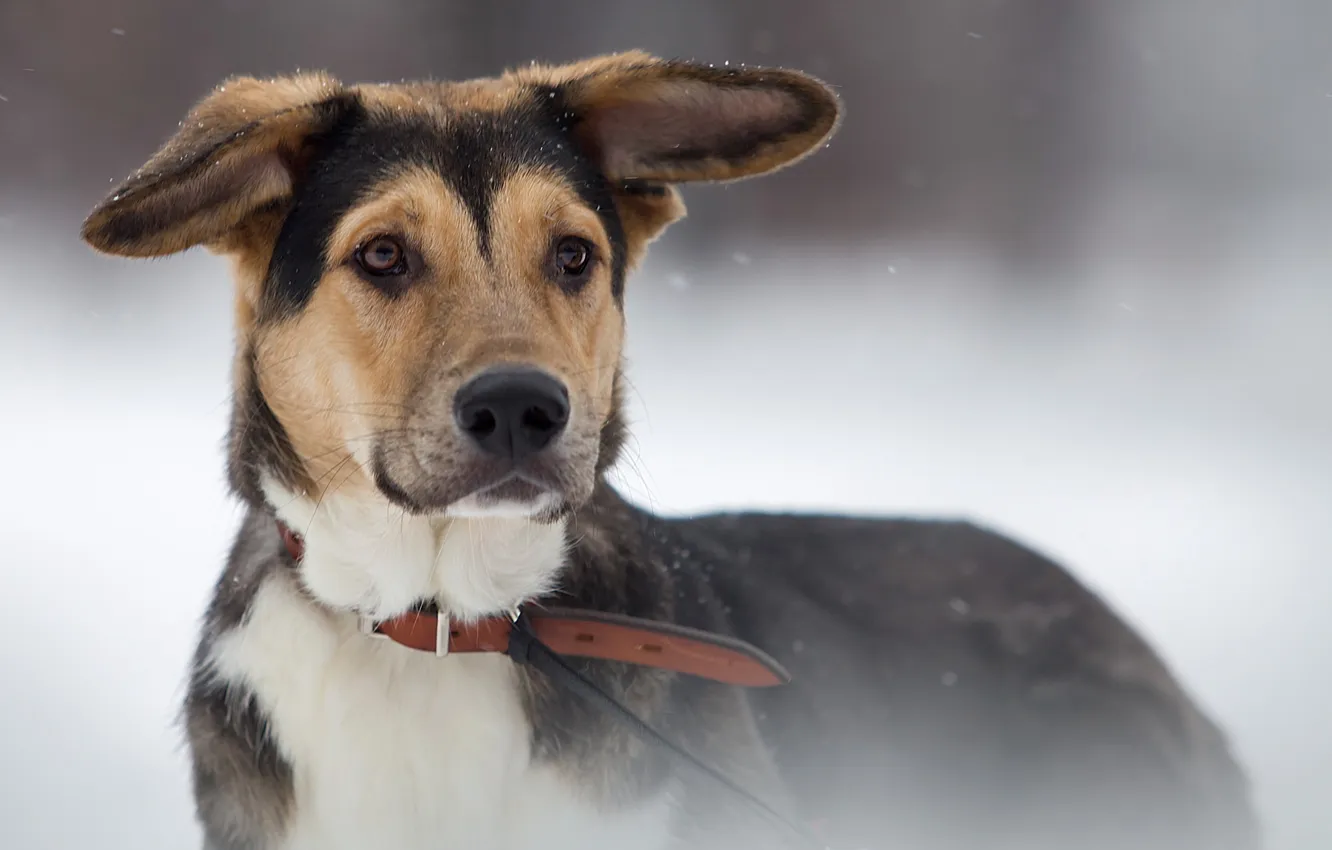 Photo wallpaper look, background, dog