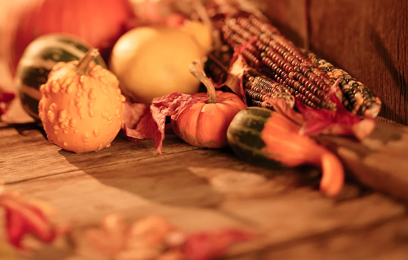 Photo wallpaper autumn, corn, harvest, pumpkin, vegetables