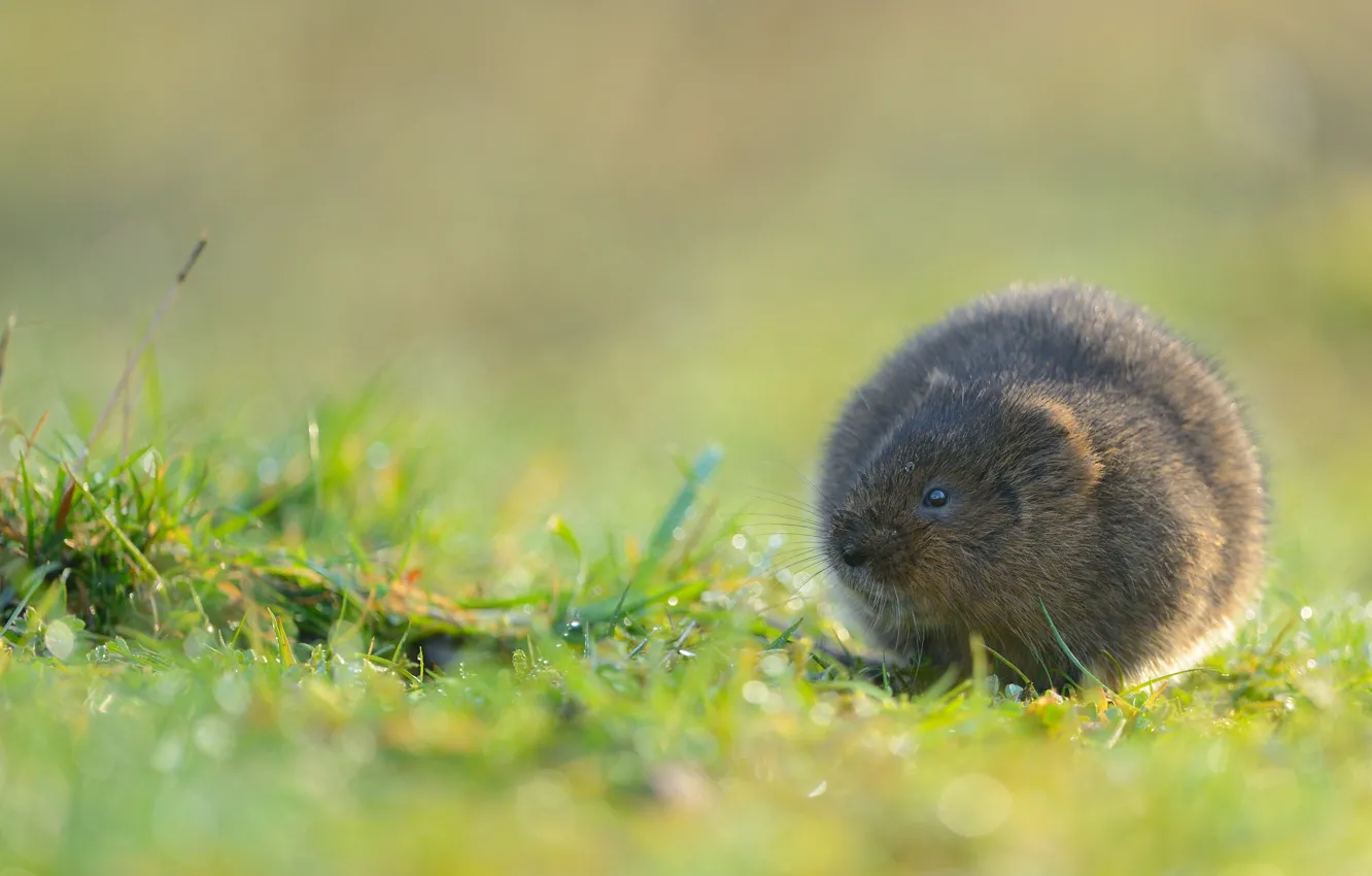 Photo wallpaper grass, drops, nature, glade, rodent, the water rat