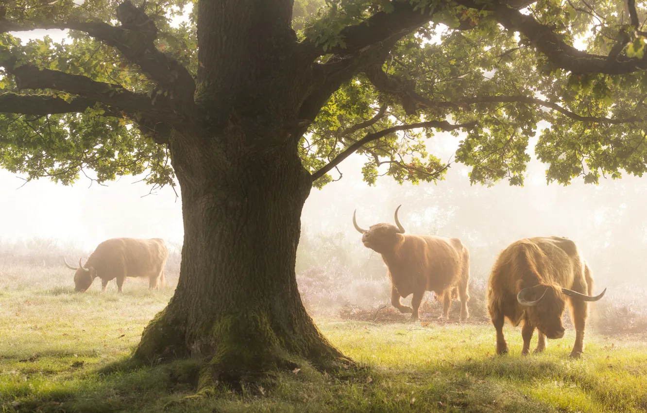 Photo wallpaper summer, grass, trees, Buffalo, Heather Seasons