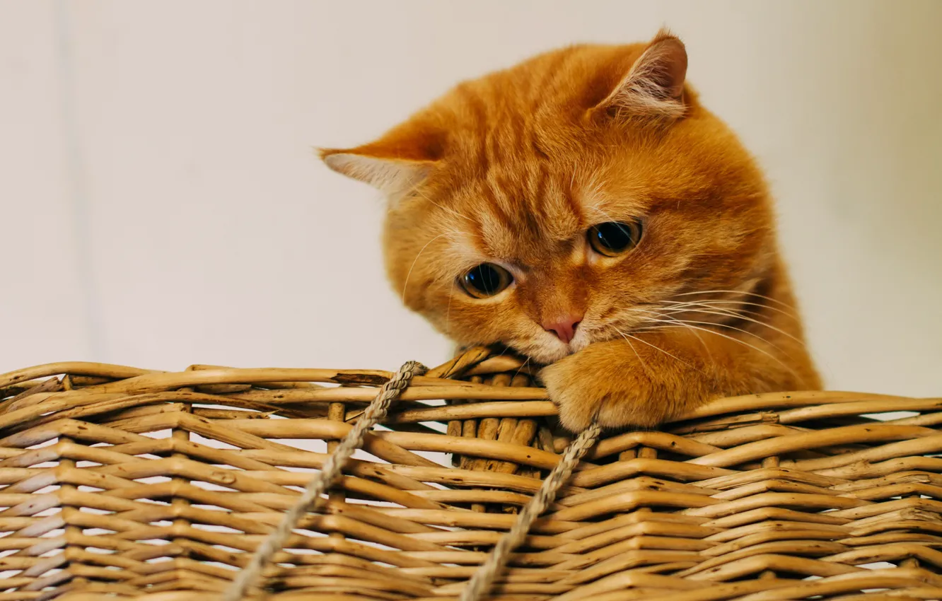 Photo wallpaper cat, basket, red, sad