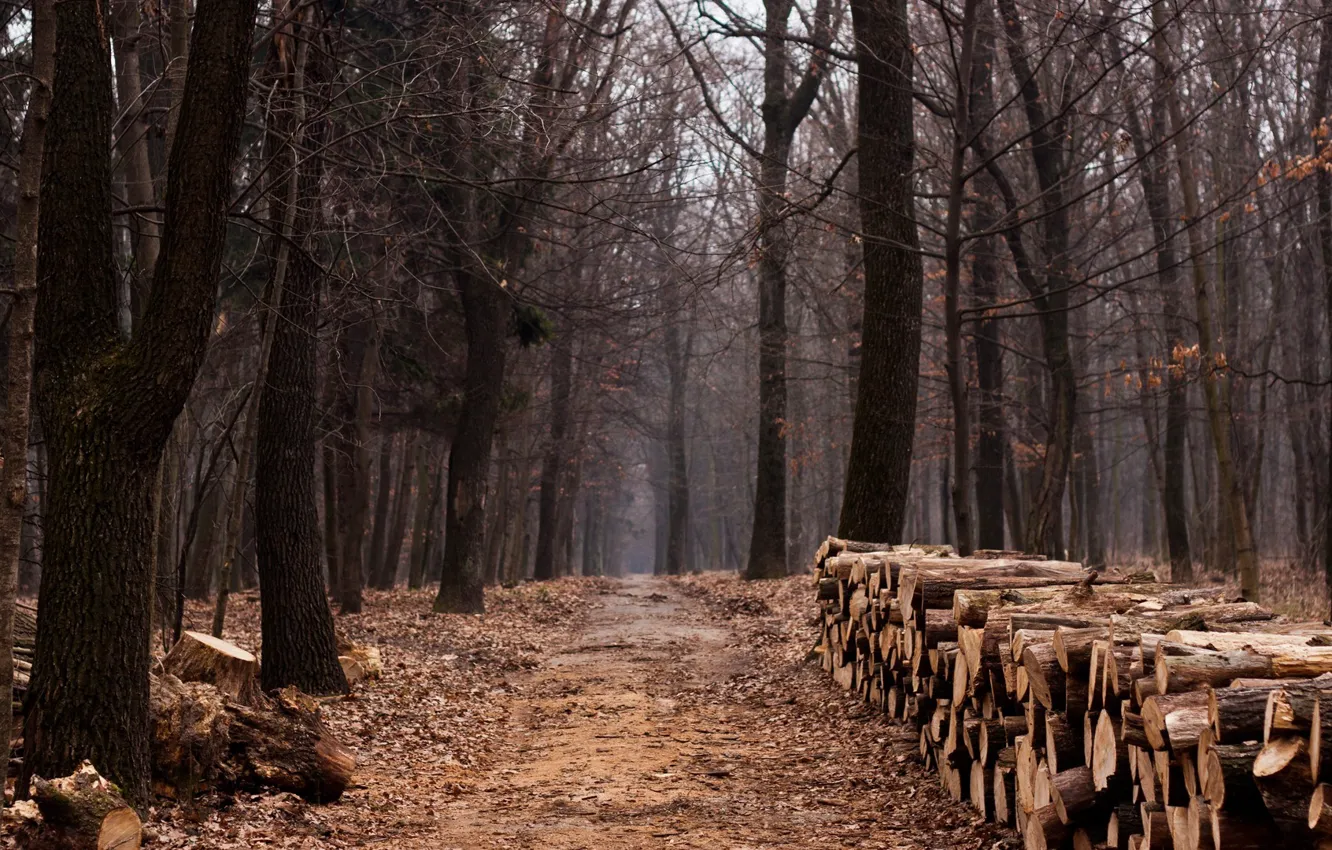 Photo wallpaper road, forest, forest, trees, wood, trail, path, lumber