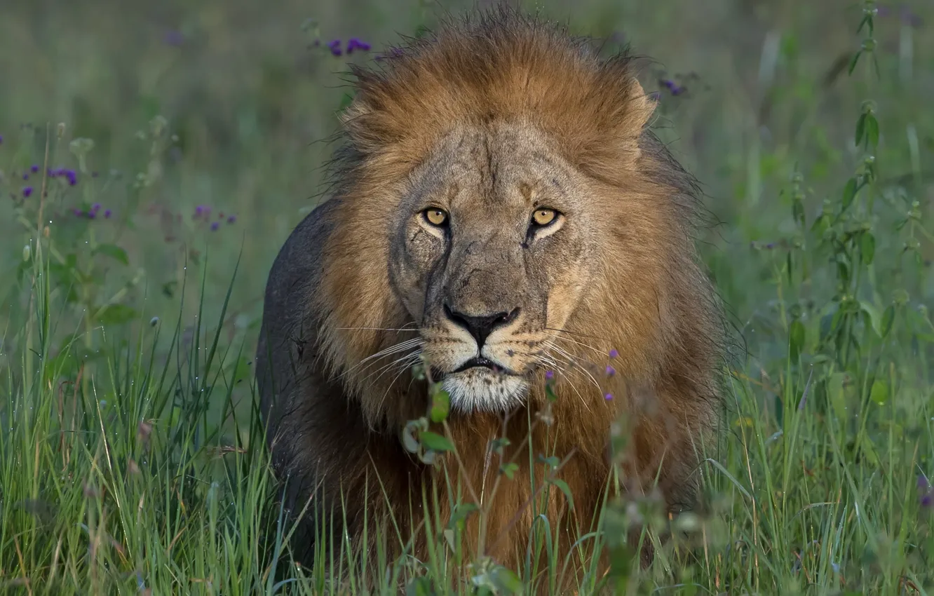 Photo wallpaper grass, look, face, Leo, mane, the king of beasts