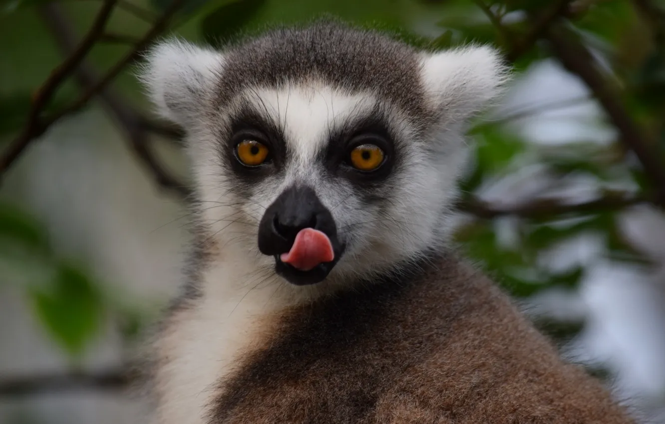 Photo wallpaper language, animal, peer, Limur