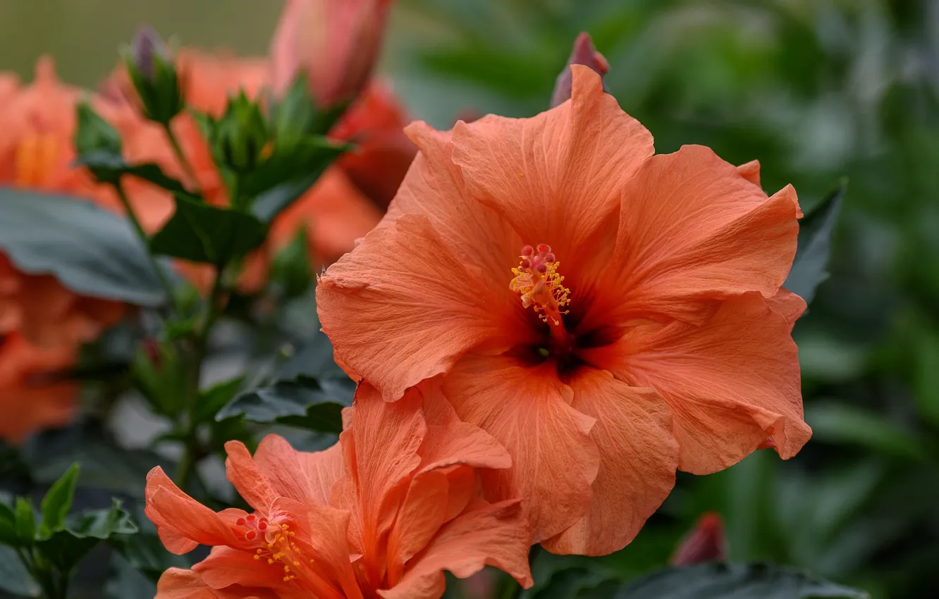 Photo wallpaper macro, petals, hibiscus