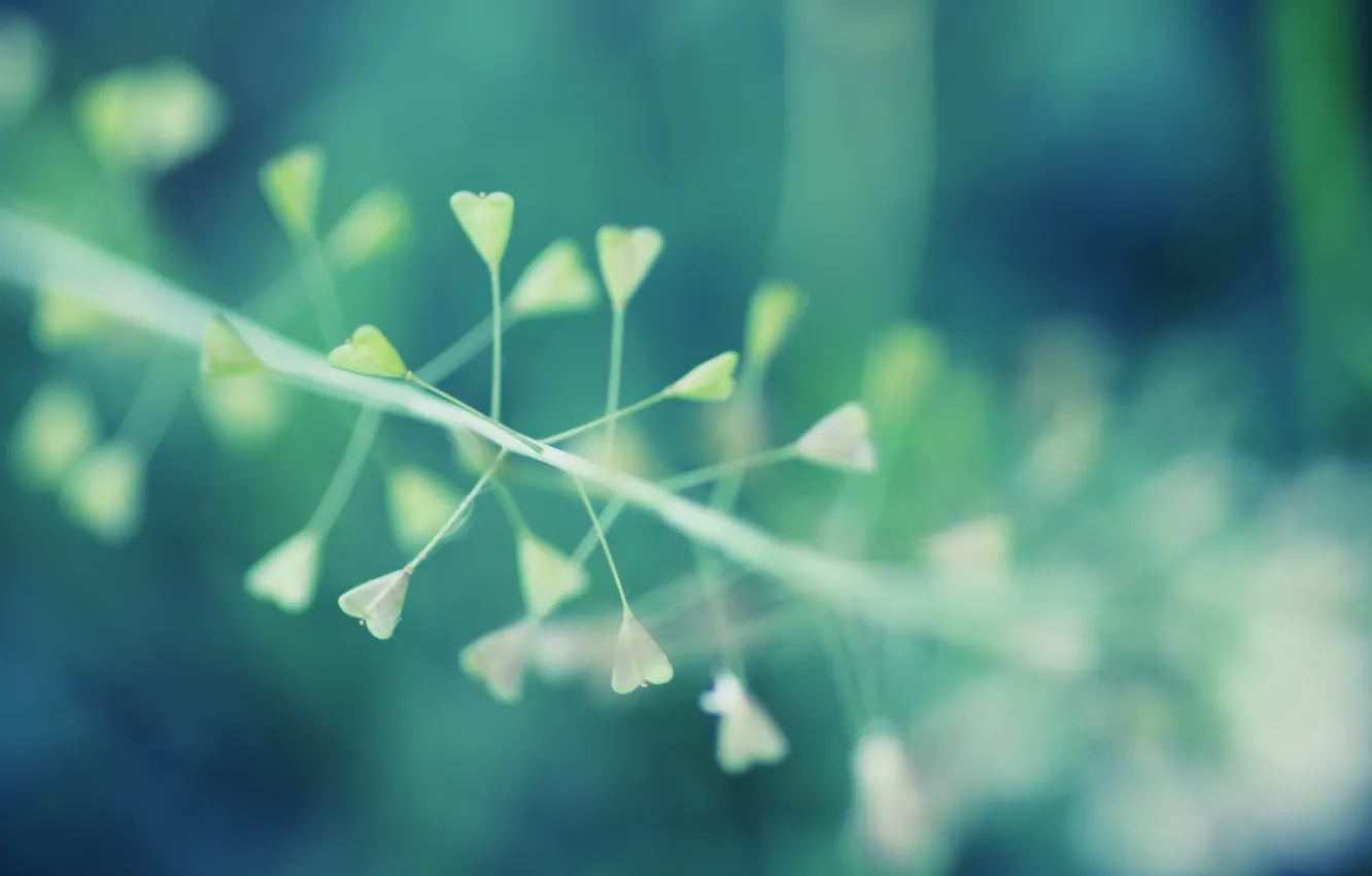 Photo wallpaper macro, plant, macro, bokeh, bokeh effect, 2560x1600, plant