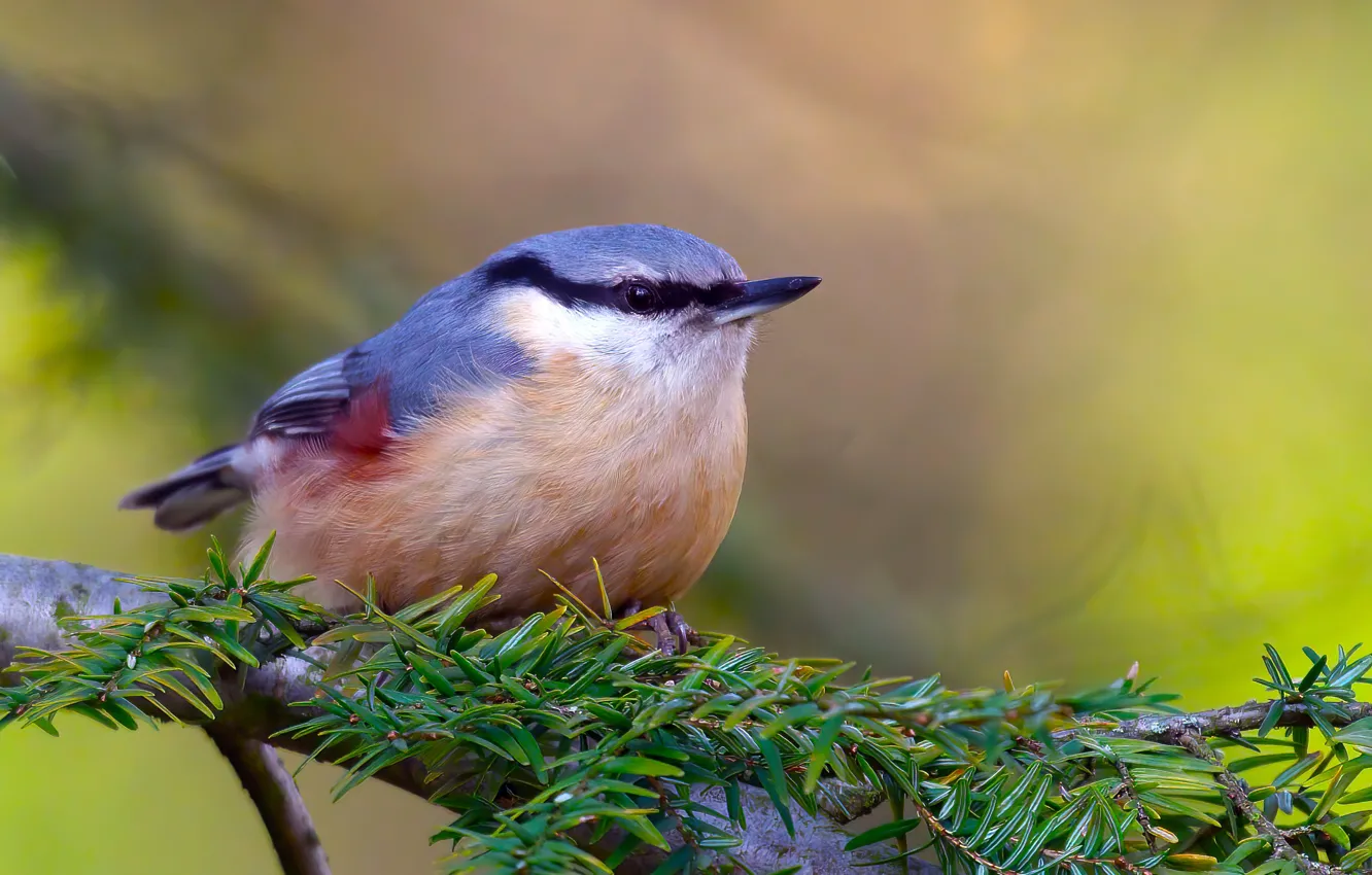 Photo wallpaper branches, nature, bird, nuthatch