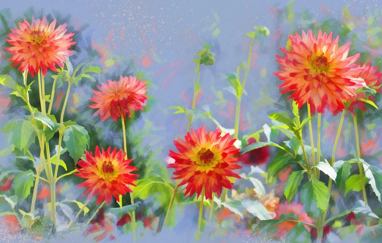 Photo wallpaper flowers, drawing, dahlias