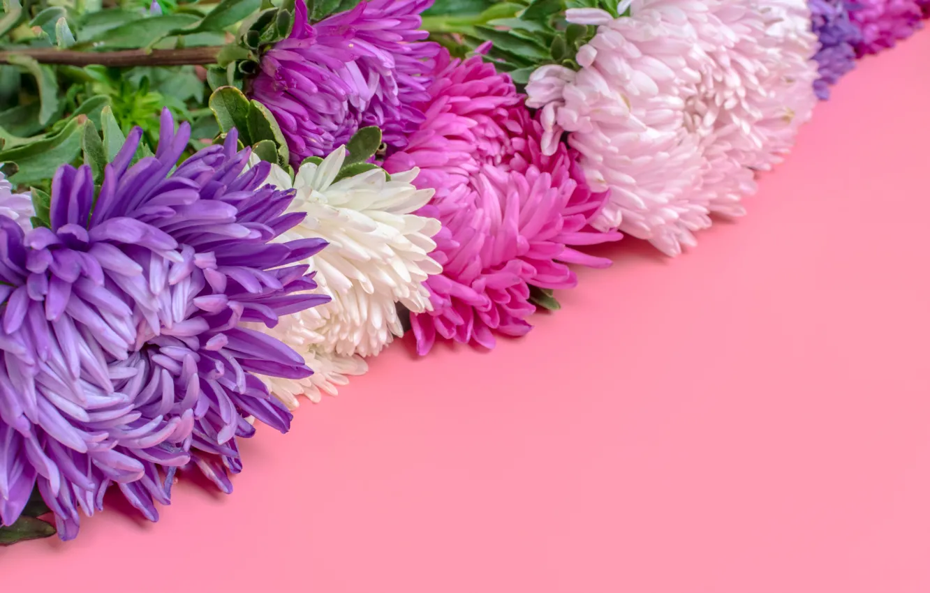 Photo wallpaper pink, bouquet, violet, asters