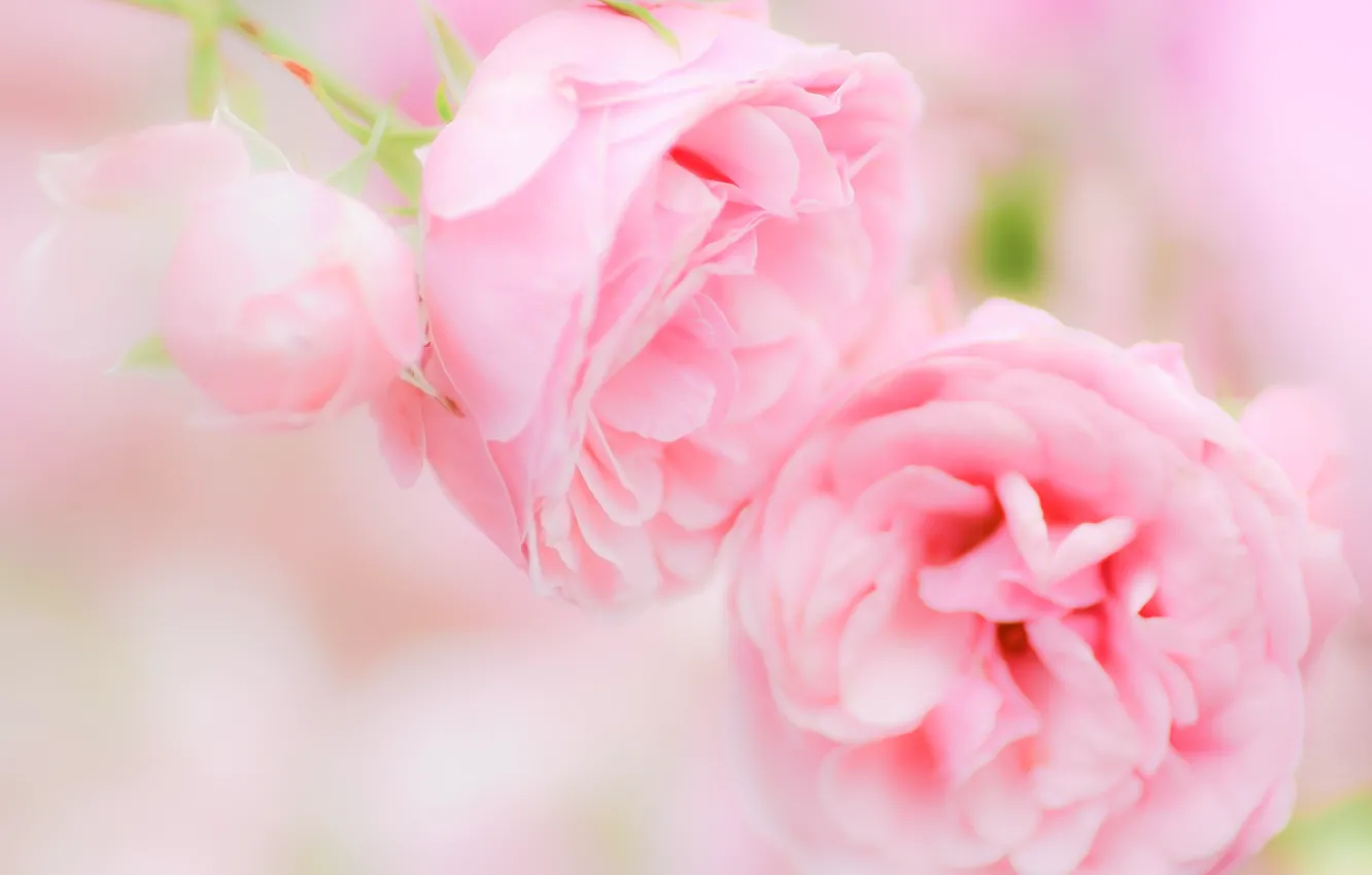 Photo wallpaper pink, tenderness, roses