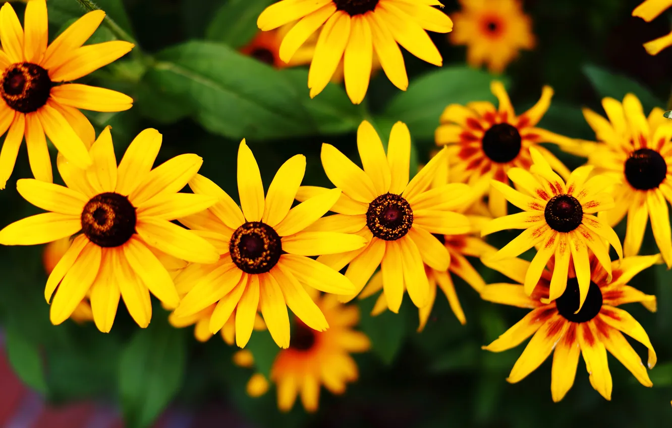 Photo wallpaper macro, petals, the sun, rudbeckia