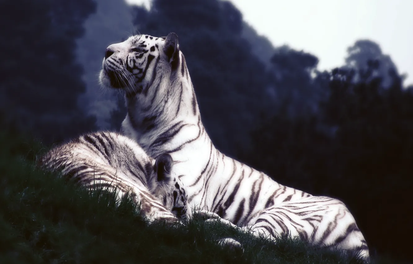 Photo wallpaper white, grass, tiger