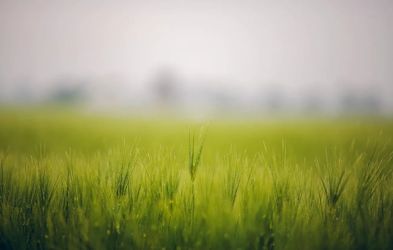 Photo wallpaper field, grass, fog, Rosa, spikelets