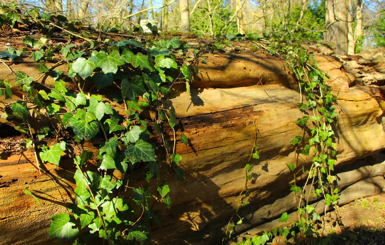 Photo wallpaper Ivy, wood, park, tree trunk