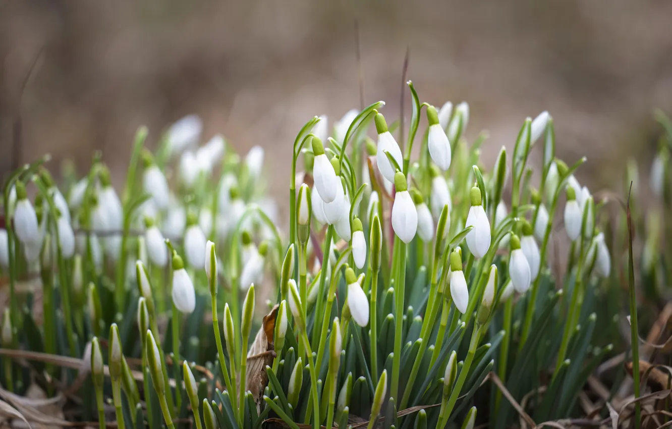 Photo wallpaper flowers, spring, snowdrops, white, buds, clearing, bokeh, bushes