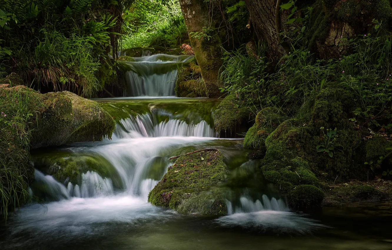 Photo wallpaper greens, forest, summer, trees, stones, shore, vegetation, waterfall