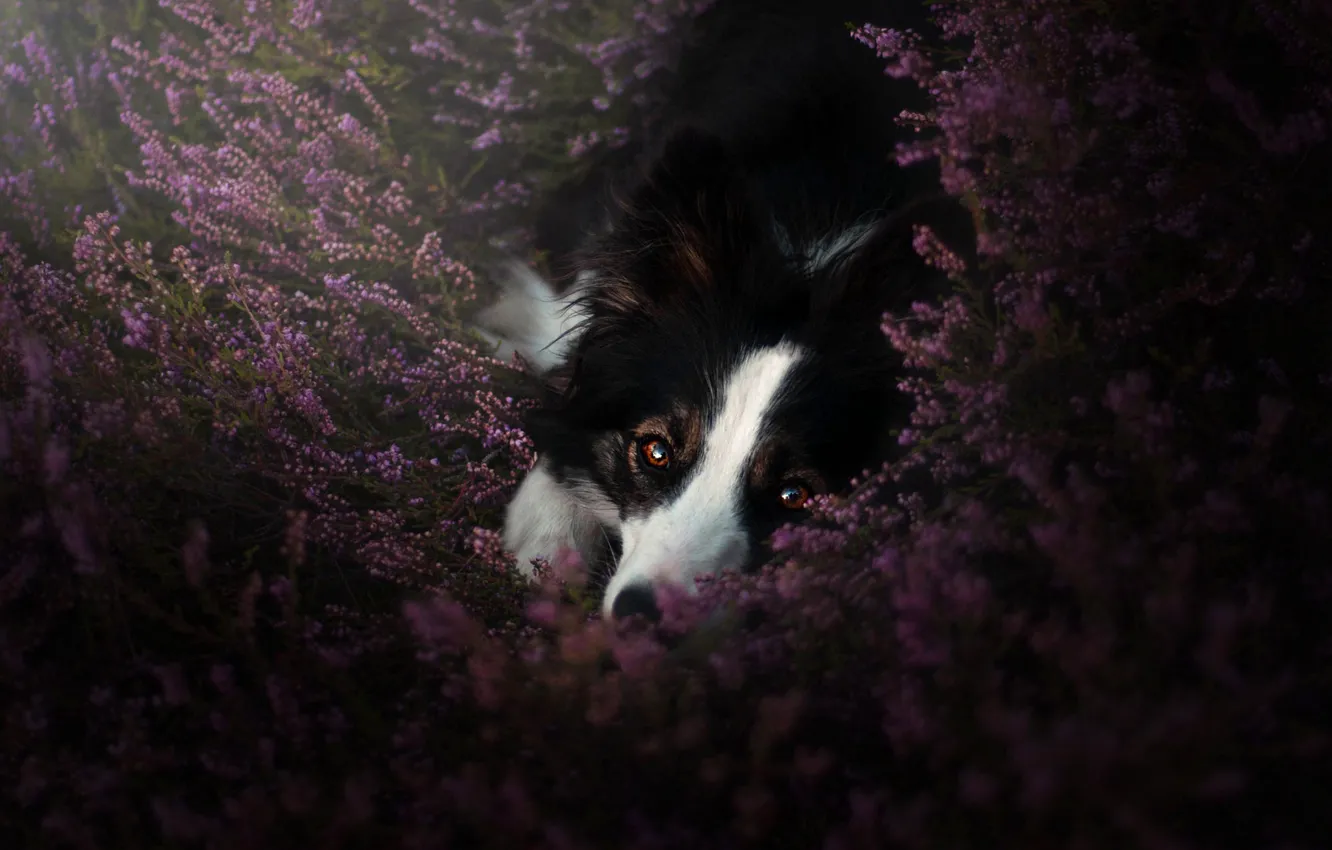 Photo wallpaper look, flowers, pose, thickets, glade, dog, lies, pink