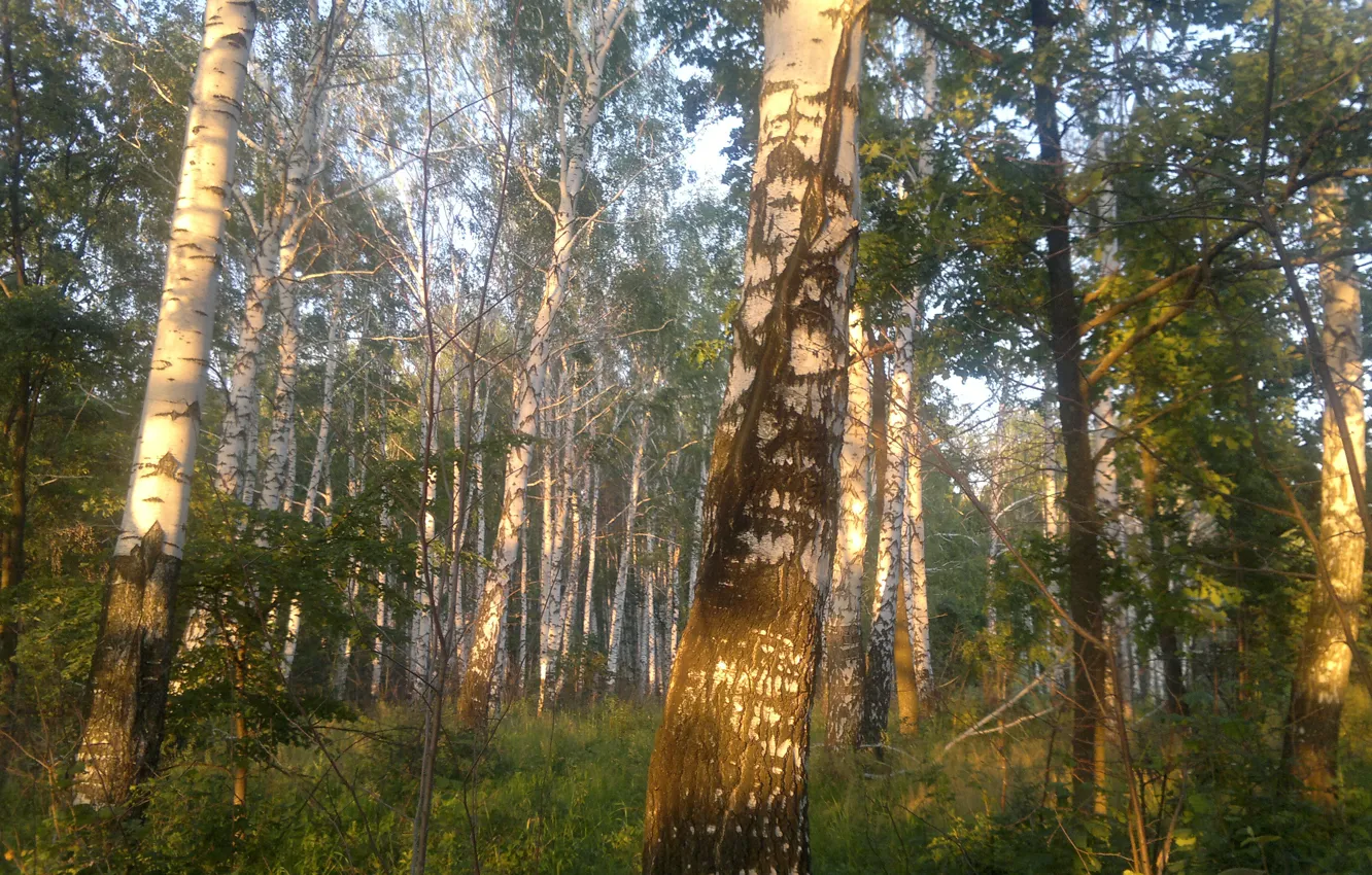 Photo wallpaper forest, sunset, in the summer