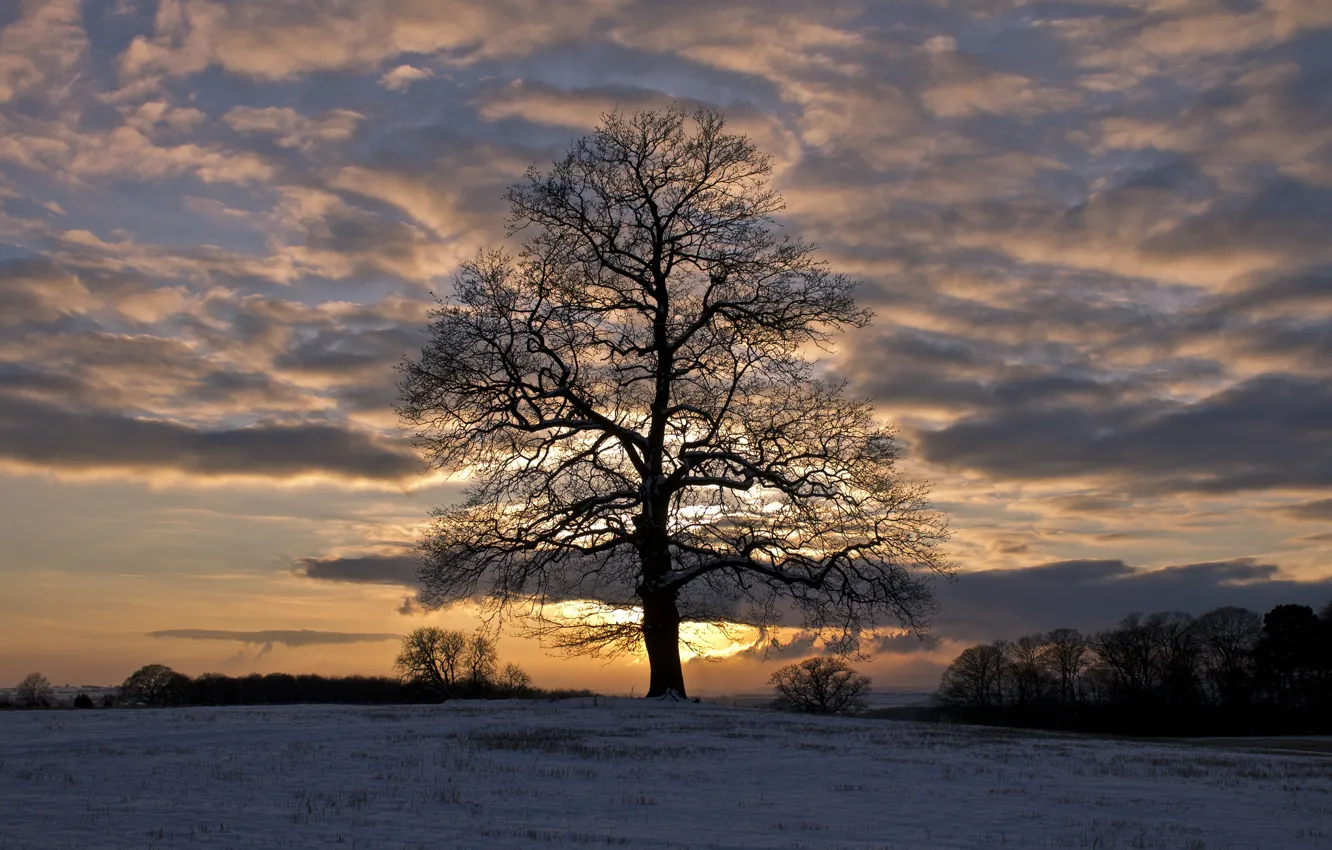 Photo wallpaper winter, field, the sky, clouds, snow, trees, sunset, the evening
