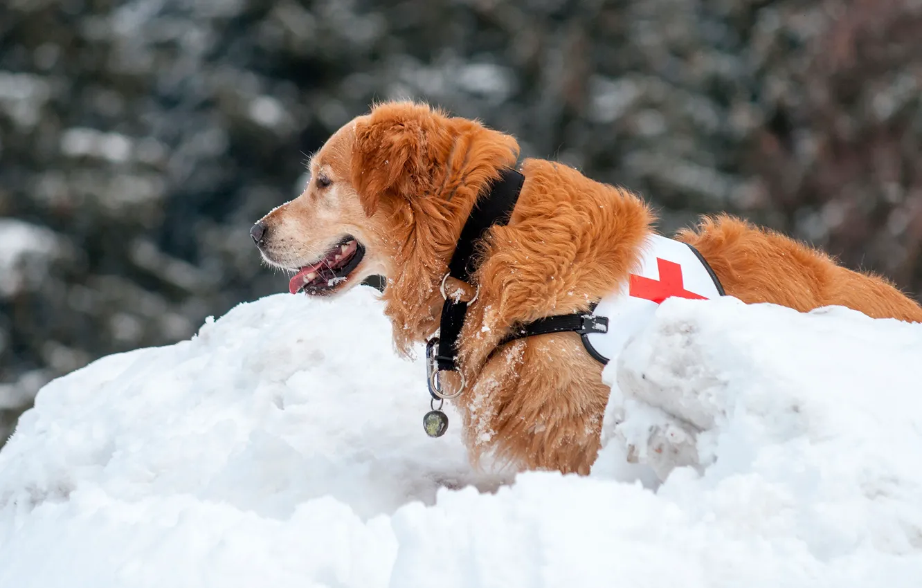 Photo wallpaper winter, snow, dog, red, bokeh, Retriever, medic