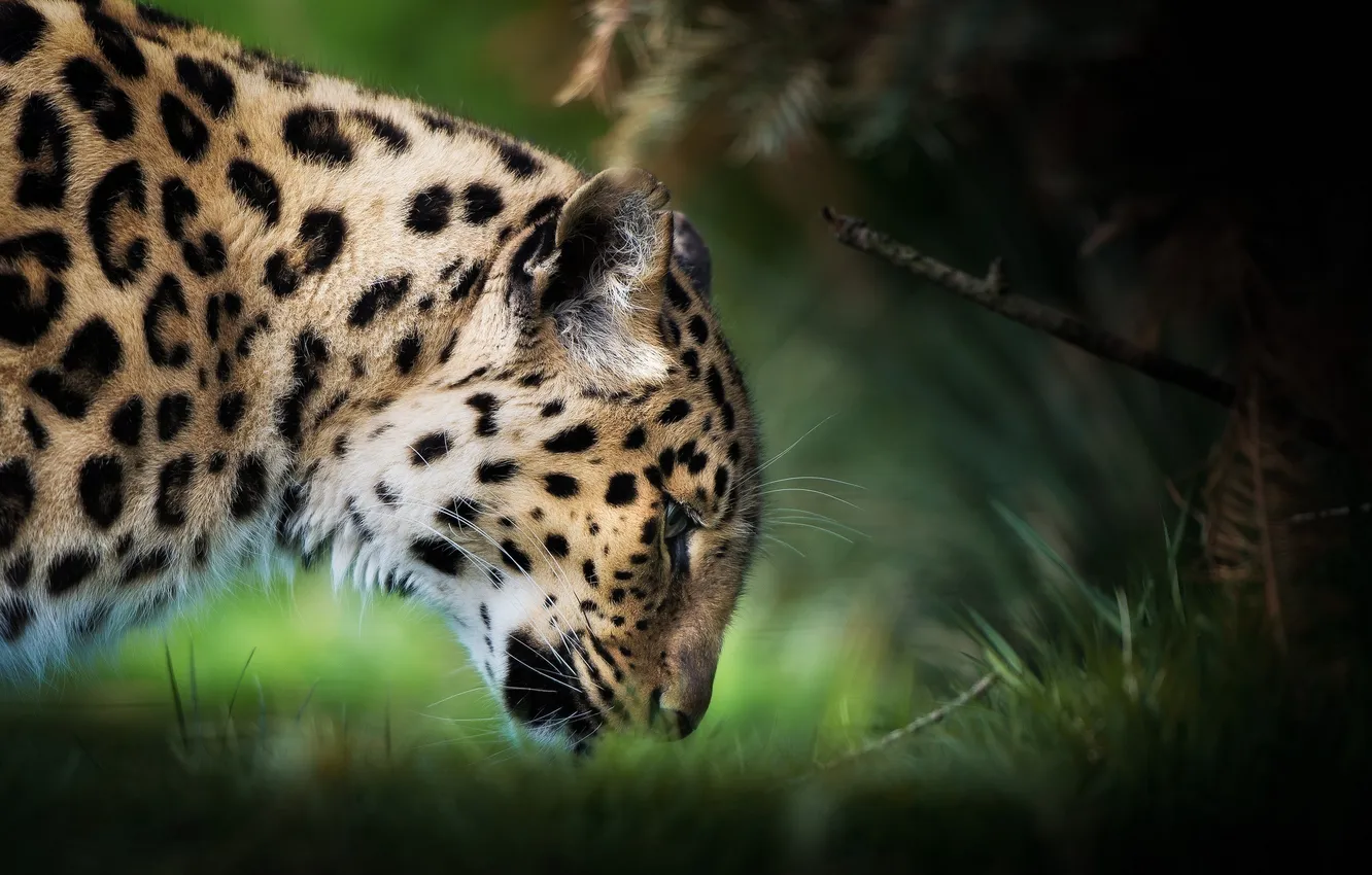 Photo wallpaper face, predator, profile, wild cat, the Amur leopard