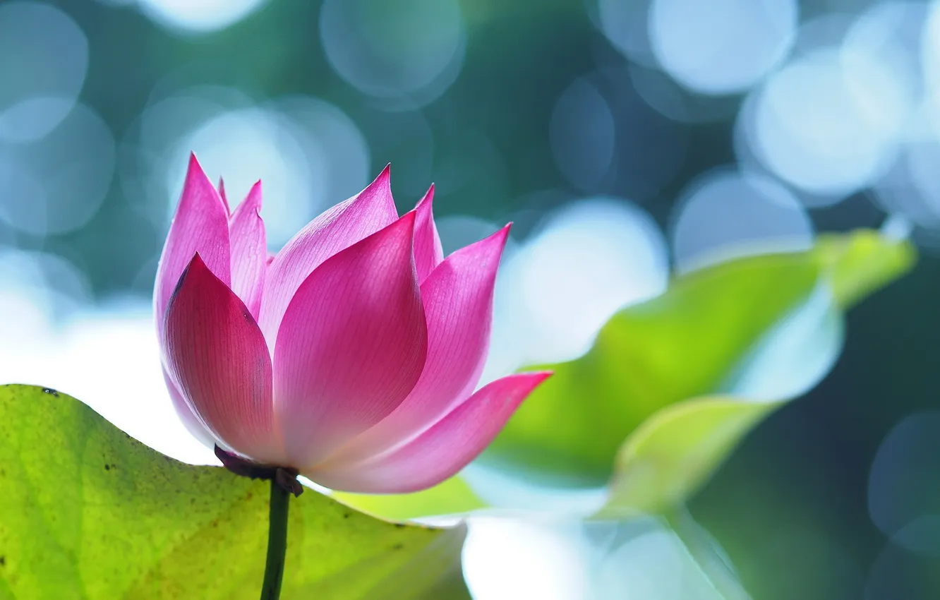 Photo wallpaper leaves, glare, Lotus, pink