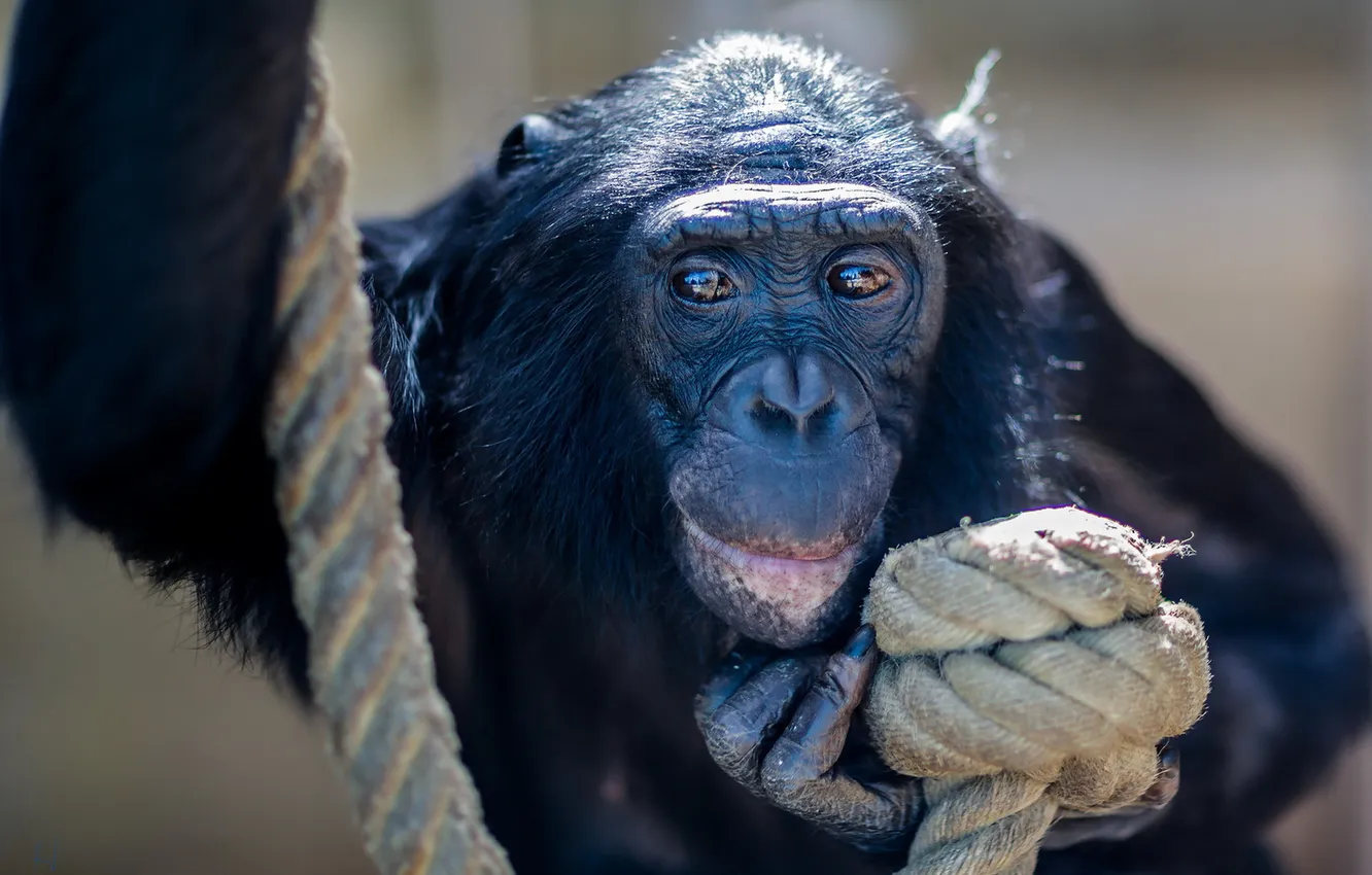 Photo wallpaper nature, background, monkey