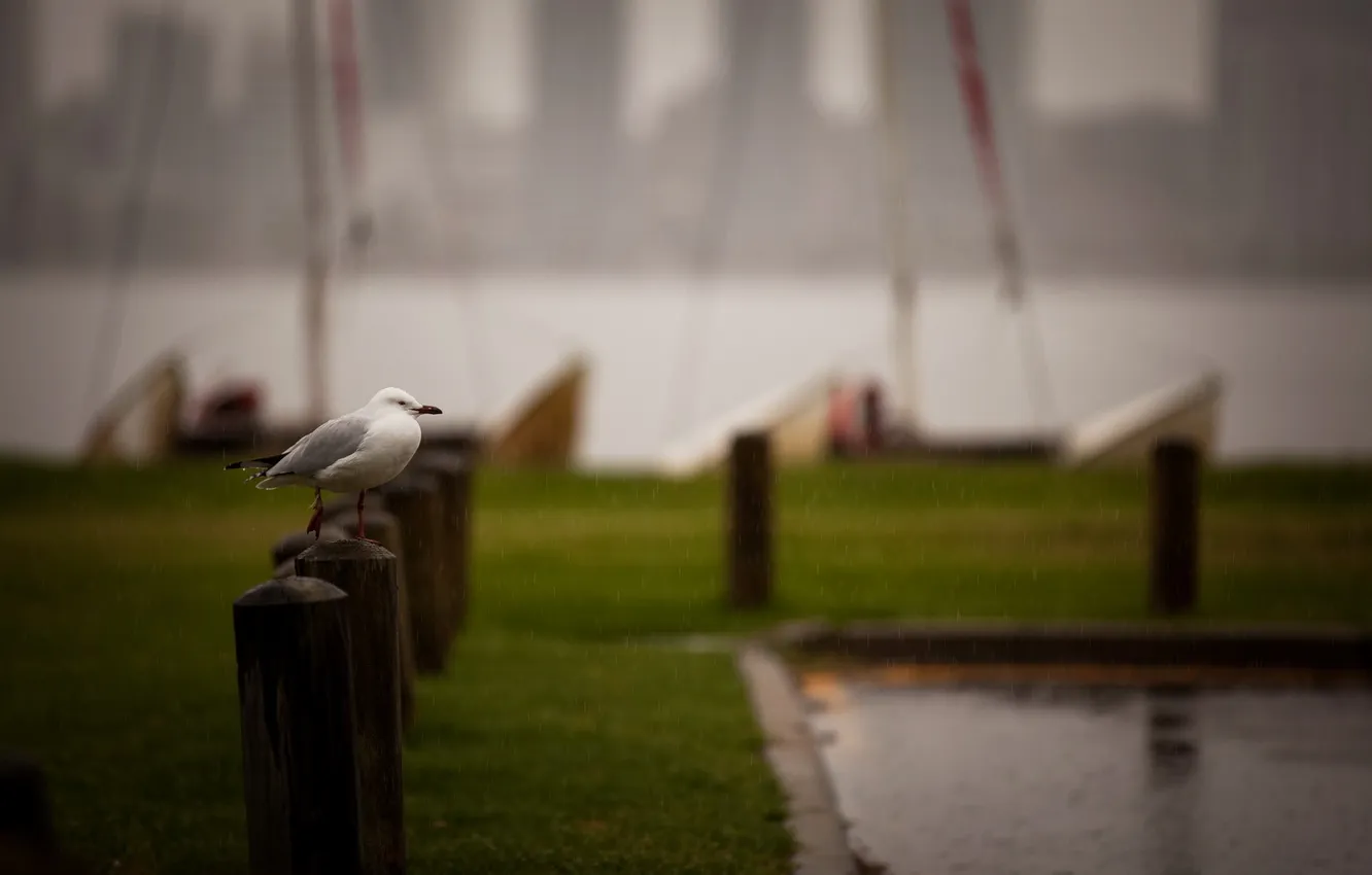 Photo wallpaper rain, bird, street