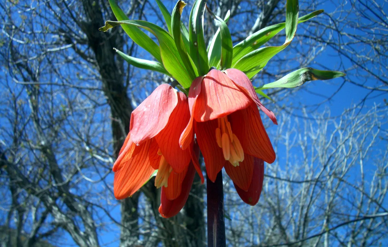 Photo wallpaper flower, Red flower, Fritillaria