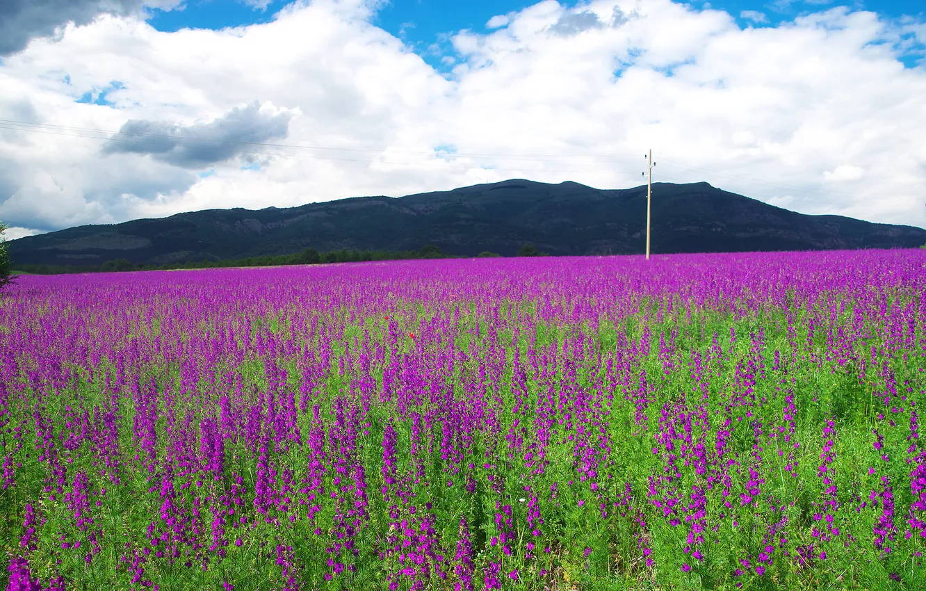 Photo wallpaper summer, the sky, clouds, flowers, mountains, blue, posts, dal
