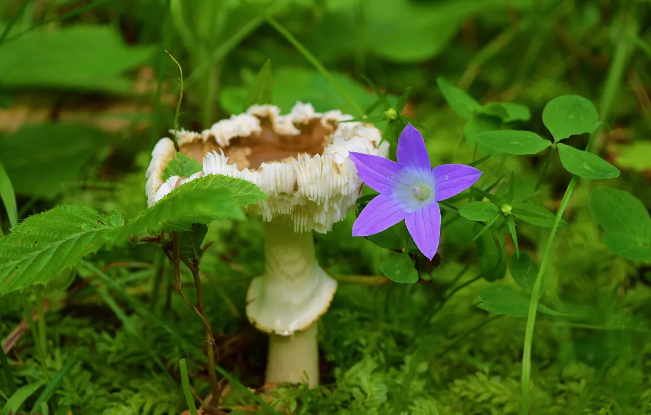 Photo wallpaper Flower, Mushroom, Nature, bell, Flower, Mushroom
