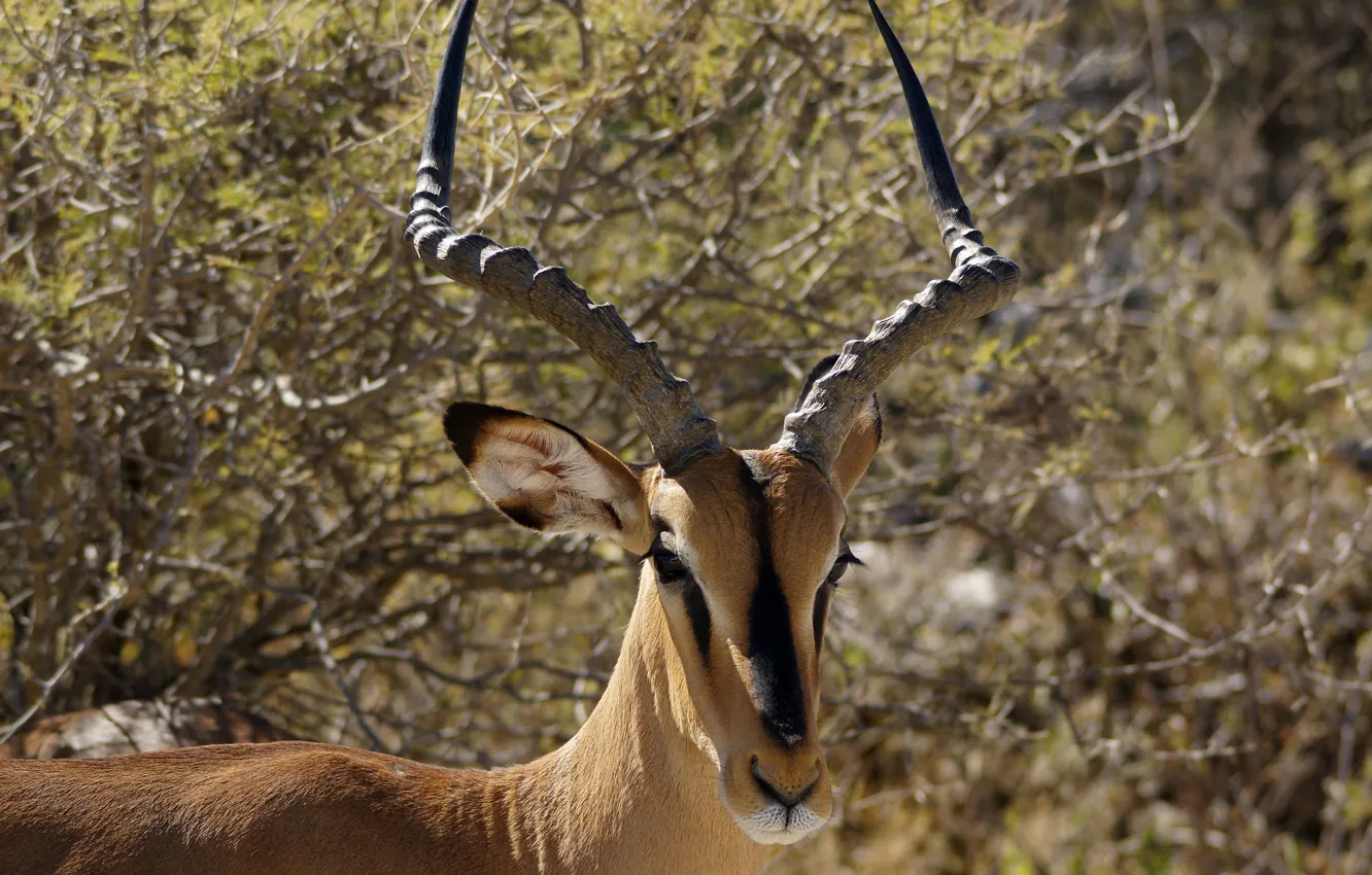 Photo wallpaper Savannah, Namibia, Impala, Etosha national Park (Etosha National Park), or charapata antelope (Aepyceros melampus petersi), …
