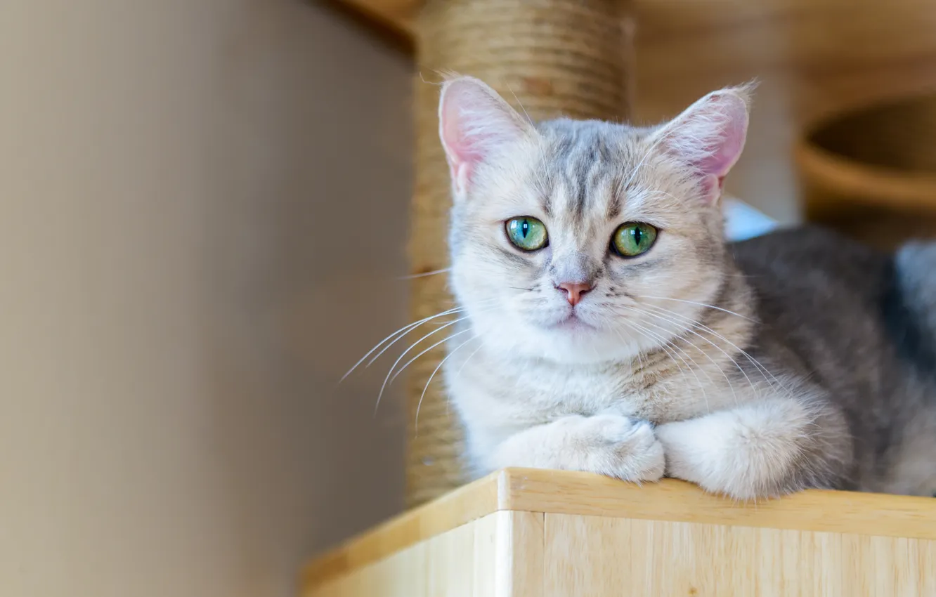 Photo wallpaper cat, look, pose, grey, wall, lies, kitty, face