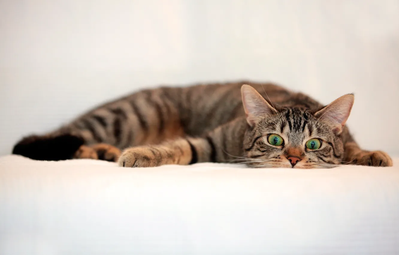 Photo wallpaper cat, look, striped
