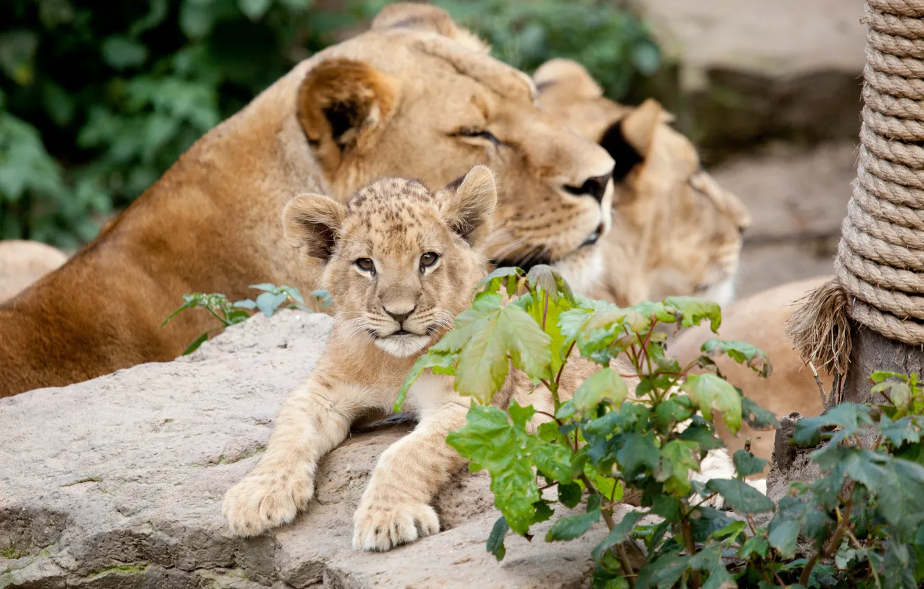 Photo wallpaper cats, stone, cub, lions, lion