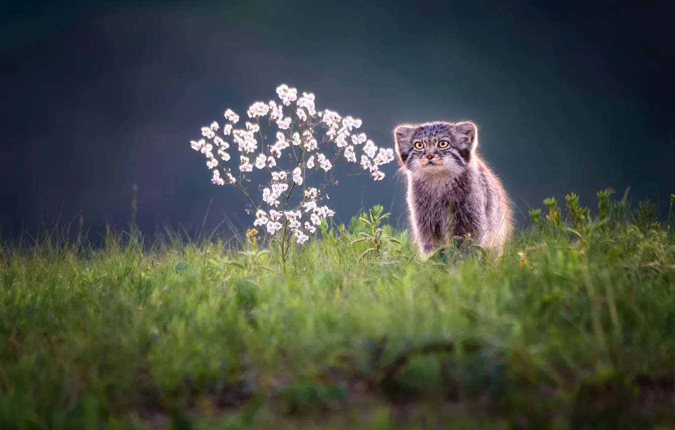 Photo wallpaper grass, look, flowers, nature, glade, cub, sitting, blur