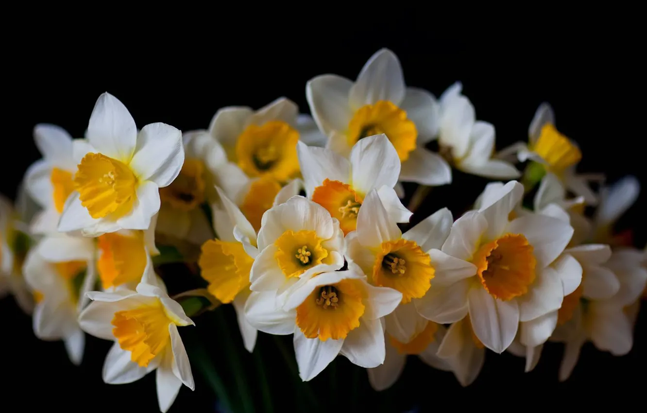 Photo wallpaper white, yellow, background, black, bouquet, the Narciso