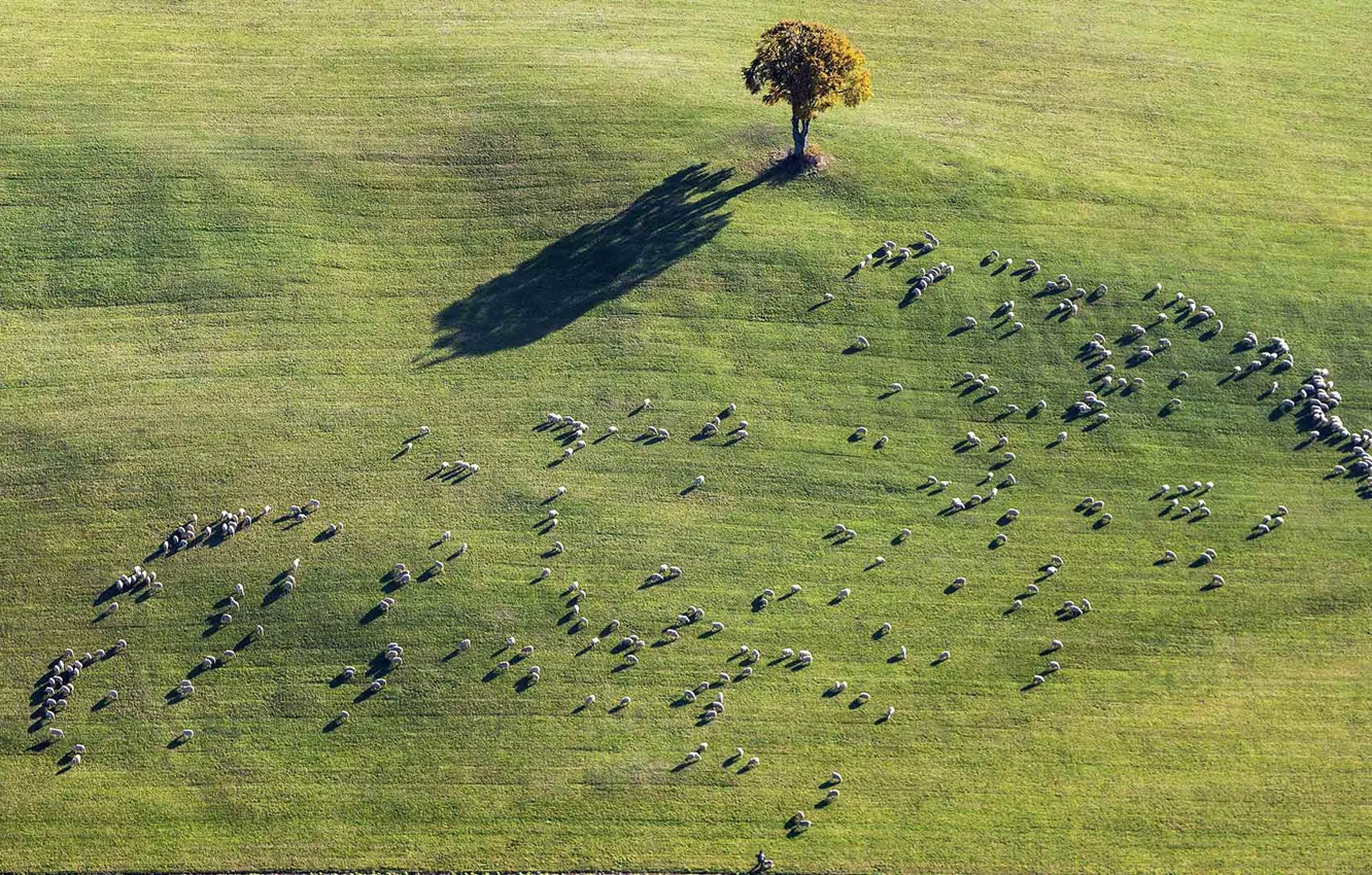Photo wallpaper field, tree, sheep, flock