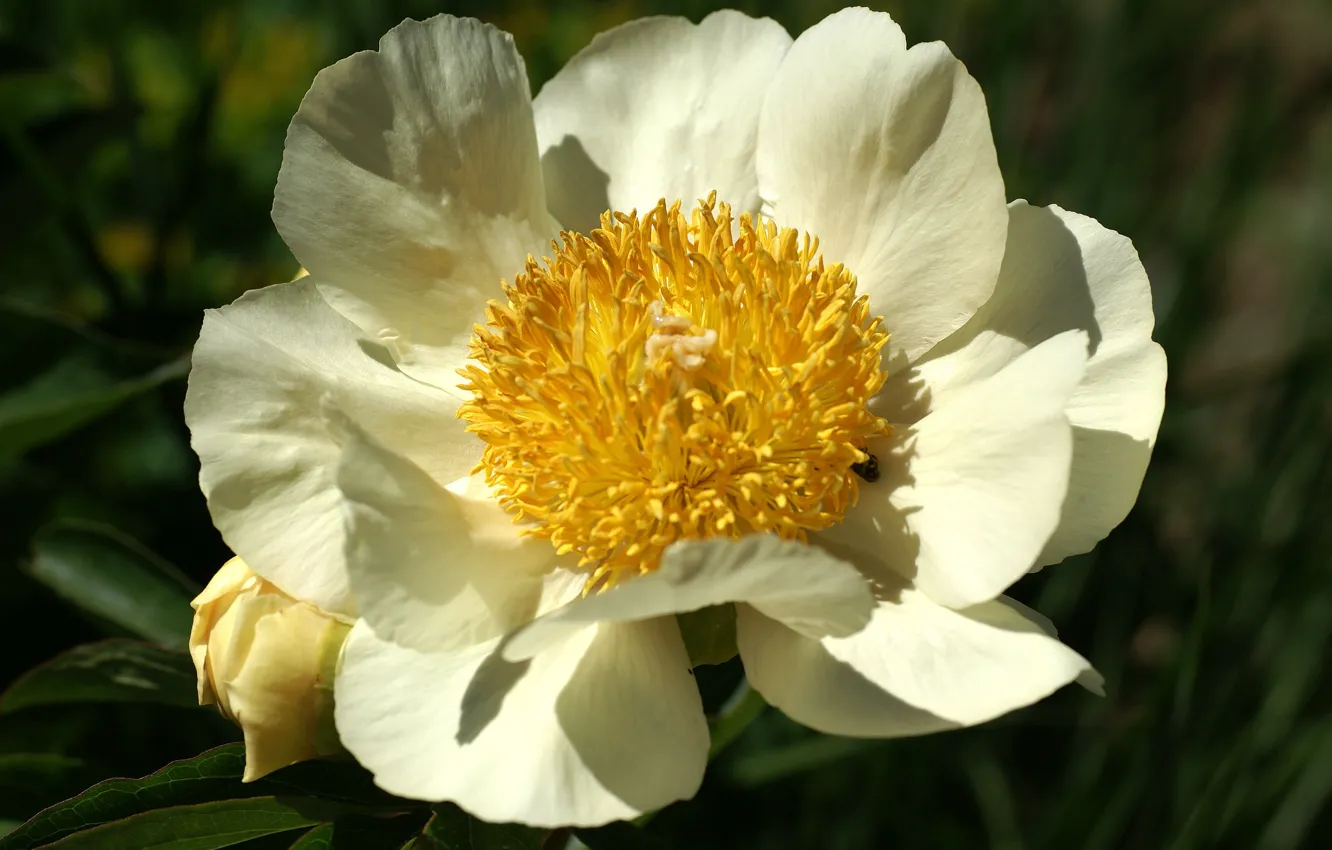 Photo wallpaper petals, cream, peonies