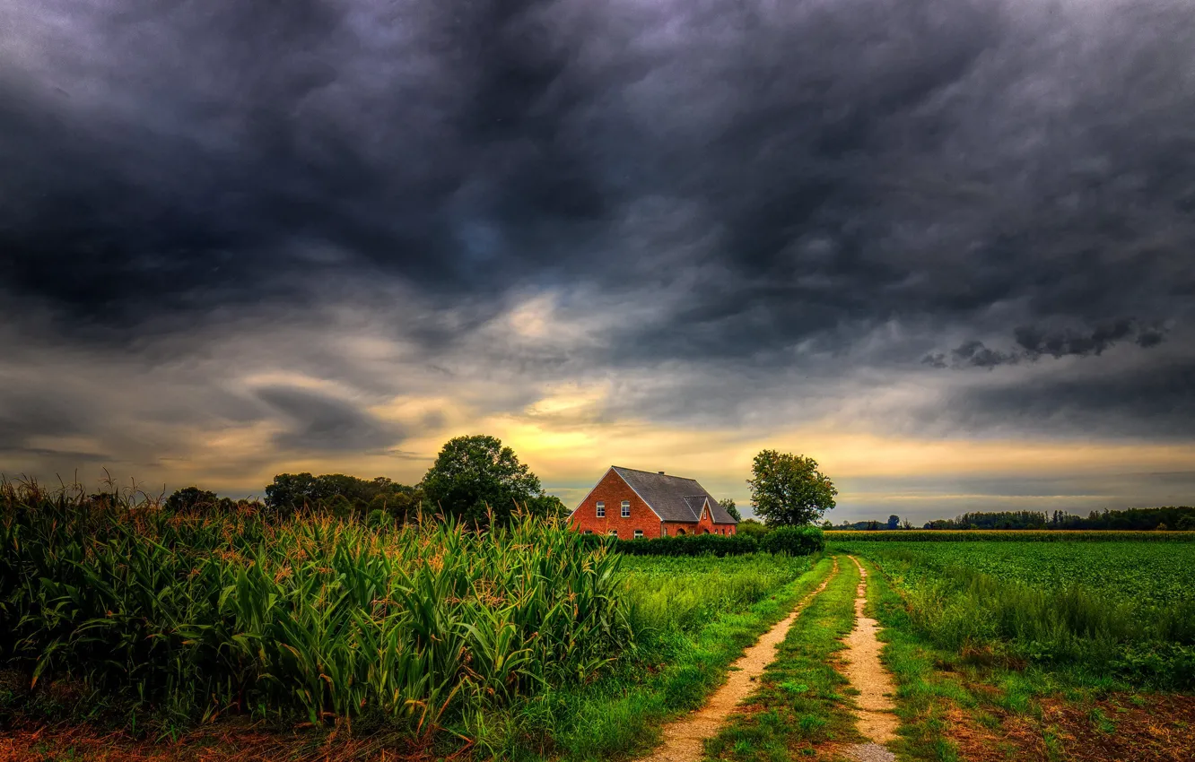 Photo wallpaper field, grass, photo, corn, house