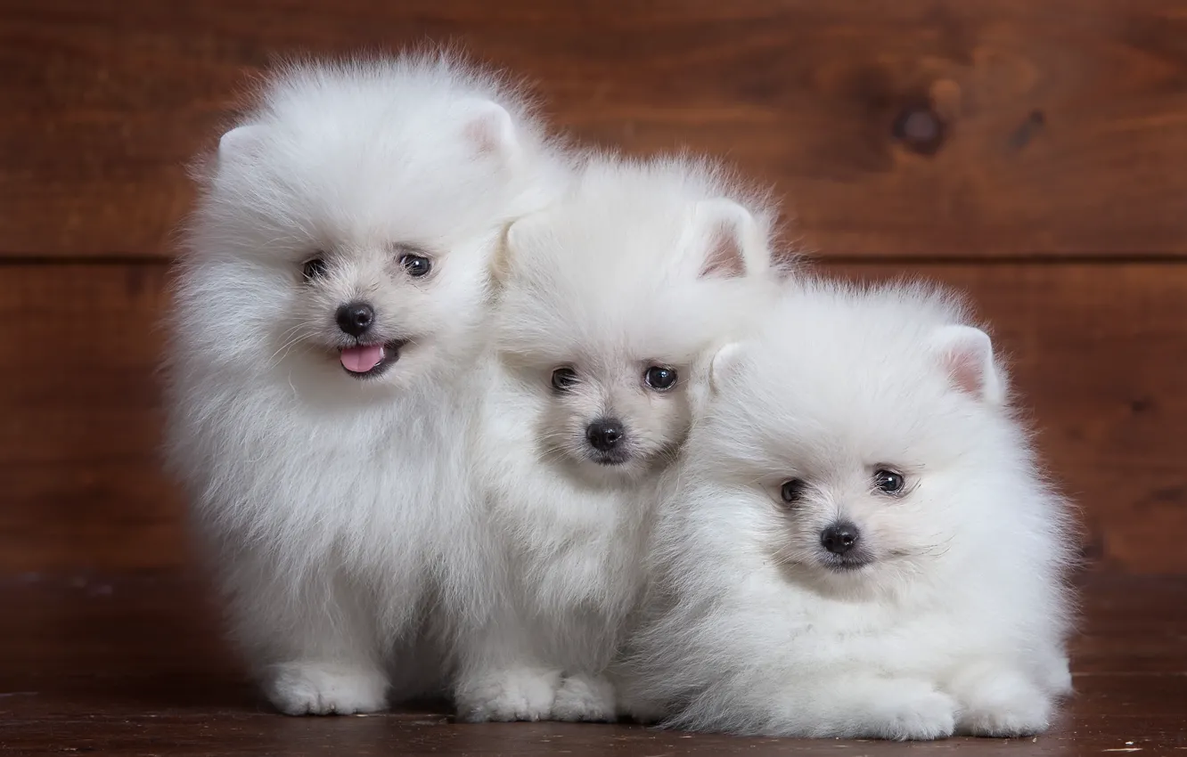 Photo wallpaper white, fluffy, puppy, trio, Spitz