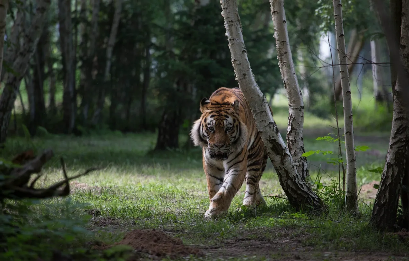 Photo wallpaper forest, tiger, predator, wild cat